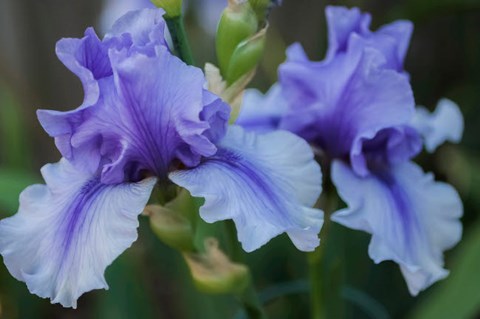 Framed Lavender Iris 1 Print
