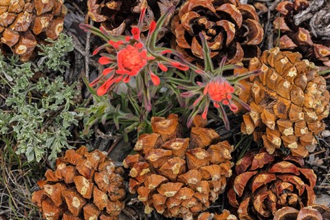 Framed Indian Paintbrush And Pine Cones In Great Basin National Park, Nevada Print