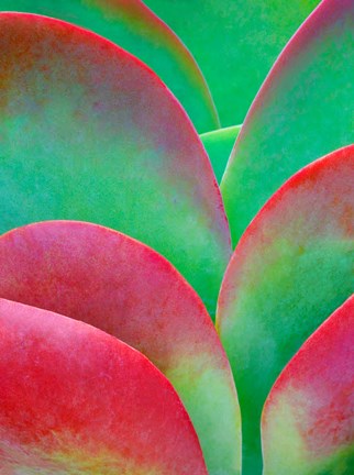 Framed Oregon, Kalanchoe Succulent Plant Close-Up Print