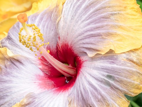 Framed Close-Up Of The Hibiscus Rosa-Sinensis &#39;Fifth Dimension&#39; Print