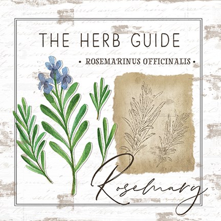 Framed Herb Guide - Rosemary Print