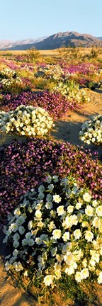 Framed Clumps Of Flowers Of Sand Verbena And Dune Primrose Print