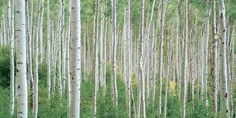 Framed Early Autumn Aspens Print