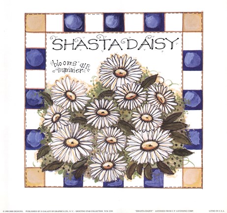 Framed Shasta Daisy Print