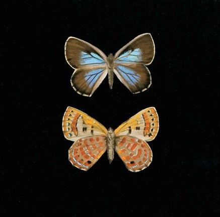 Framed Pair of Butterflies on Black Print