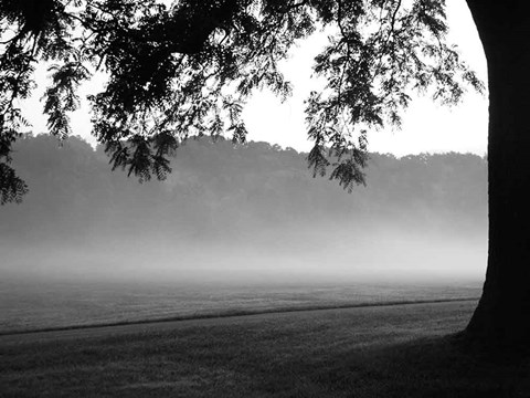 Framed Fog in the Park I Print