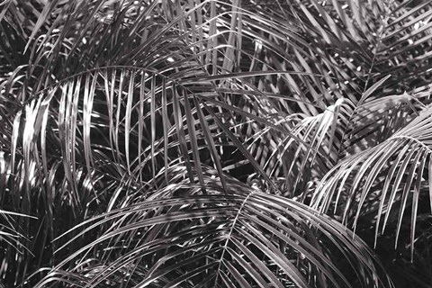 Framed Tropical Fronds BW Print