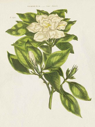 Framed Herbal Botanical IX Flower Print