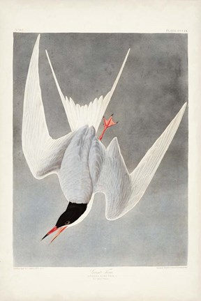 Framed Pl 309 Great Tern Print