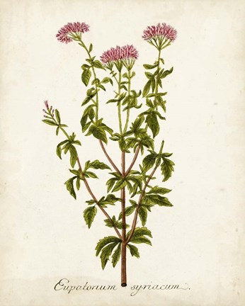 Framed Antique Herb Botanical I Print