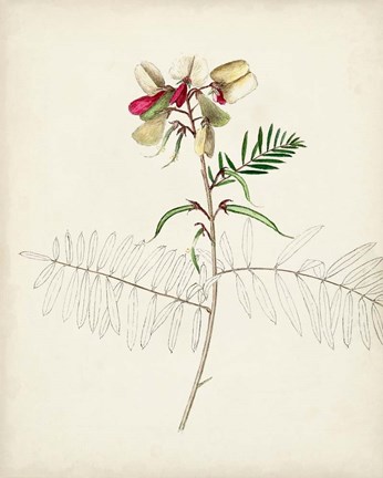Framed Watercolor Botanical Sketches II Print