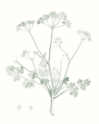 Framed Botanical Study in Sage IV Print