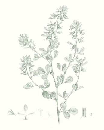 Framed Botanical Study in Sage VIII Print