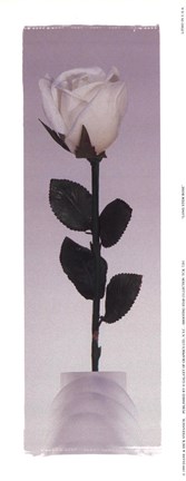 Framed Long Stem Rose Print