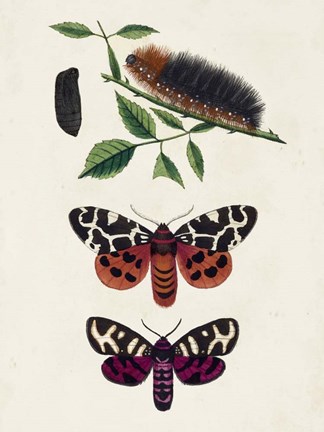 Framed Caterpillar &amp; Moth V Print