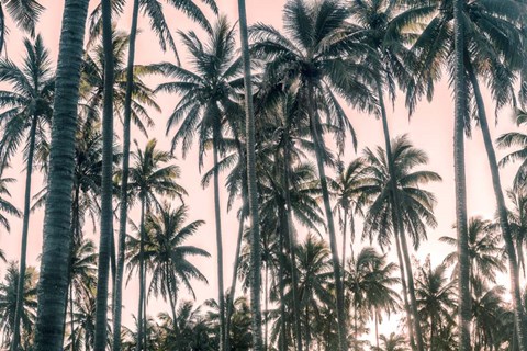 Framed Palms View on Pink Sky I Print