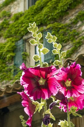 Framed Hollyhocks Flowers Blooming In Provence Print