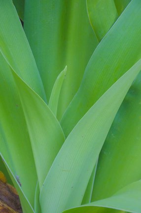 Framed Tropical Foliage Detail 1 Print