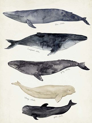 Framed Whale Chart II Print