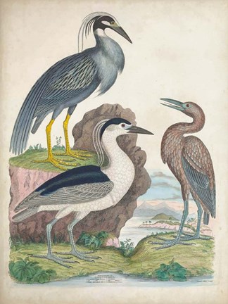 Framed Antique Heron &amp; Waterbirds I Print