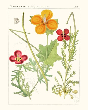 Framed Bright Botanicals V Print