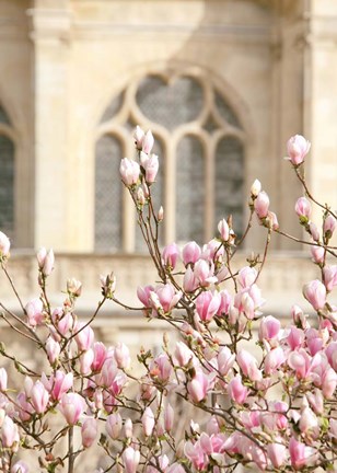 Framed Spring Magnolias In Paris Print