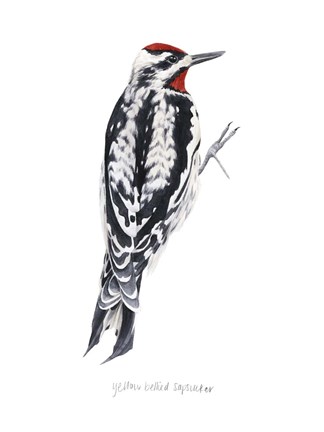 Framed Watercolor Woodpecker I Print