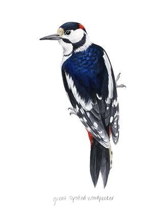 Framed Watercolor Woodpecker II Print