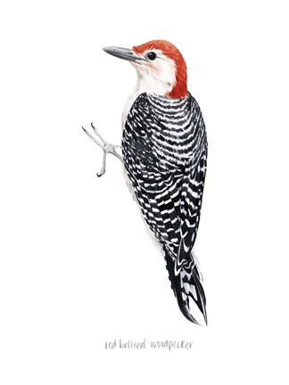 Framed Watercolor Woodpecker III Print
