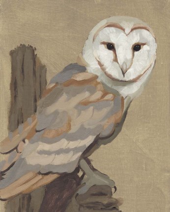 Framed Common Barn Owl Portrait I Print