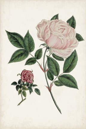 Framed Vintage Rose Clippings I Print