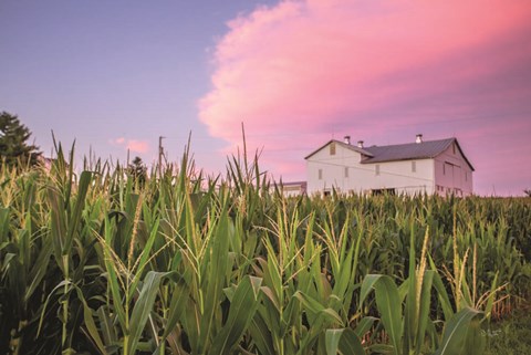 Framed Corn Crop Print