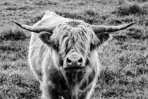 Framed Highland Cow Staring Contest Print
