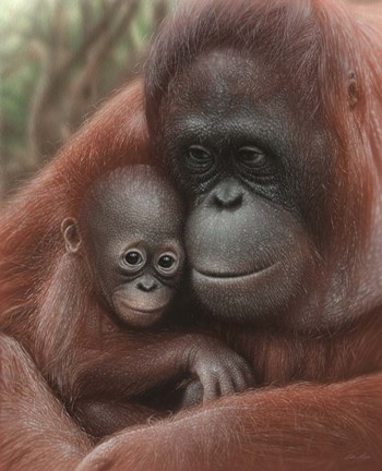 Framed Orangutan Mother and Baby Print