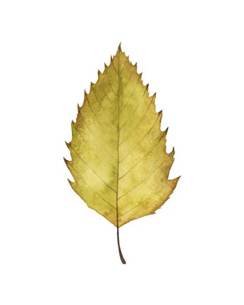 Framed Fall Leaf Study I Print