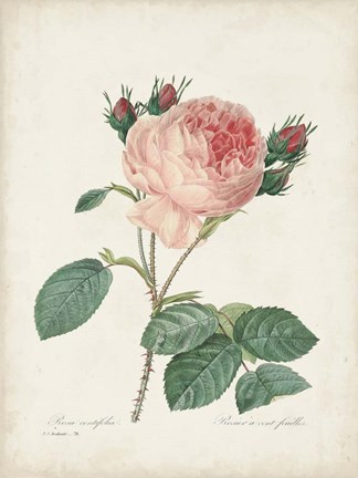 Framed Vintage Redoute Roses V Print