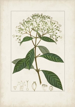 Framed Antique Turpin Botanical VIII Print