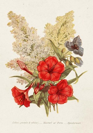Framed Antique Floral Bouquet V Print