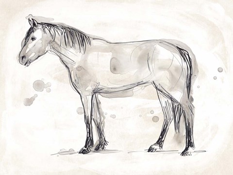 Framed Vintage Equine Sketch I Print