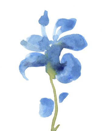 Framed Striking Blue Iris III Print