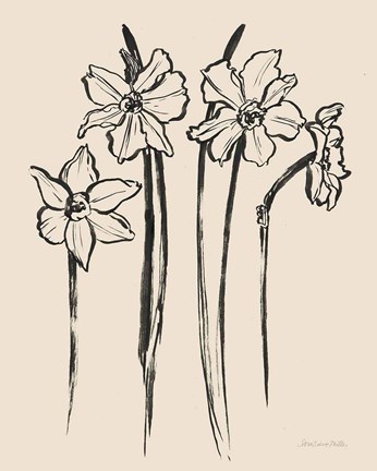 Framed Ink Sketch Daffodils Print