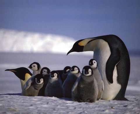 Framed Penguins Print