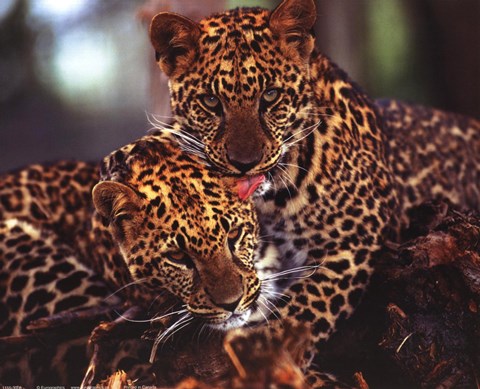 Framed Leopards Print
