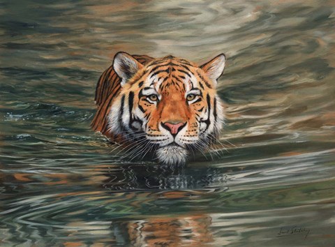 Framed Tiger Water Swimming Print