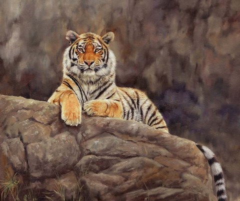 Framed Amur Tiger On The Rocks Print