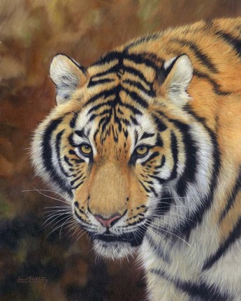 Framed Tiger Siberian Print