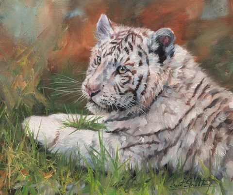 Framed White Tiger Cub Laying Down Print