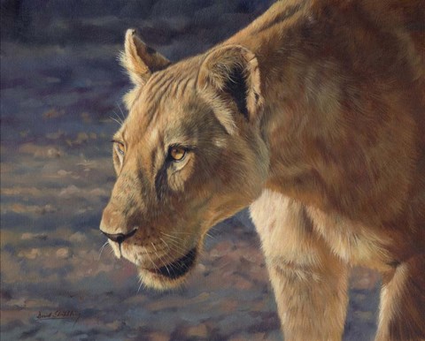 Framed Lioness South Luangwa Print