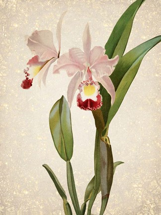 Framed Orchids  2 Print
