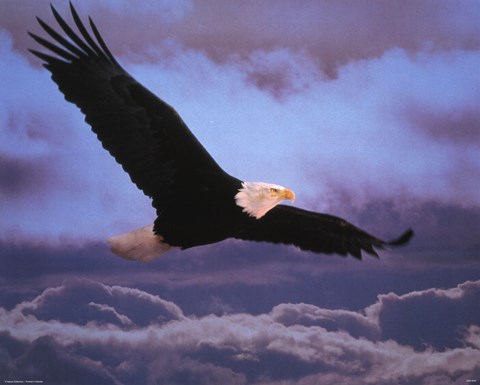 Framed Bald Eagle In Flight Print